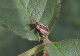 Image of Hypera melancholica (Fabricius & J. C. 1792)