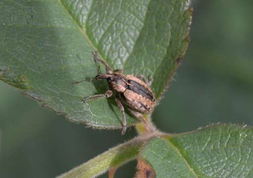 Plancia ëd Hypera melancholica (Fabricius & J. C. 1792)