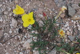 Image of Oenothera lavandulifolia Torr. & Gray