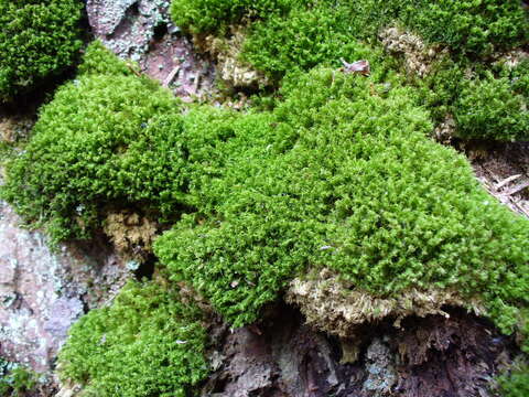 Image of montane dicranum moss