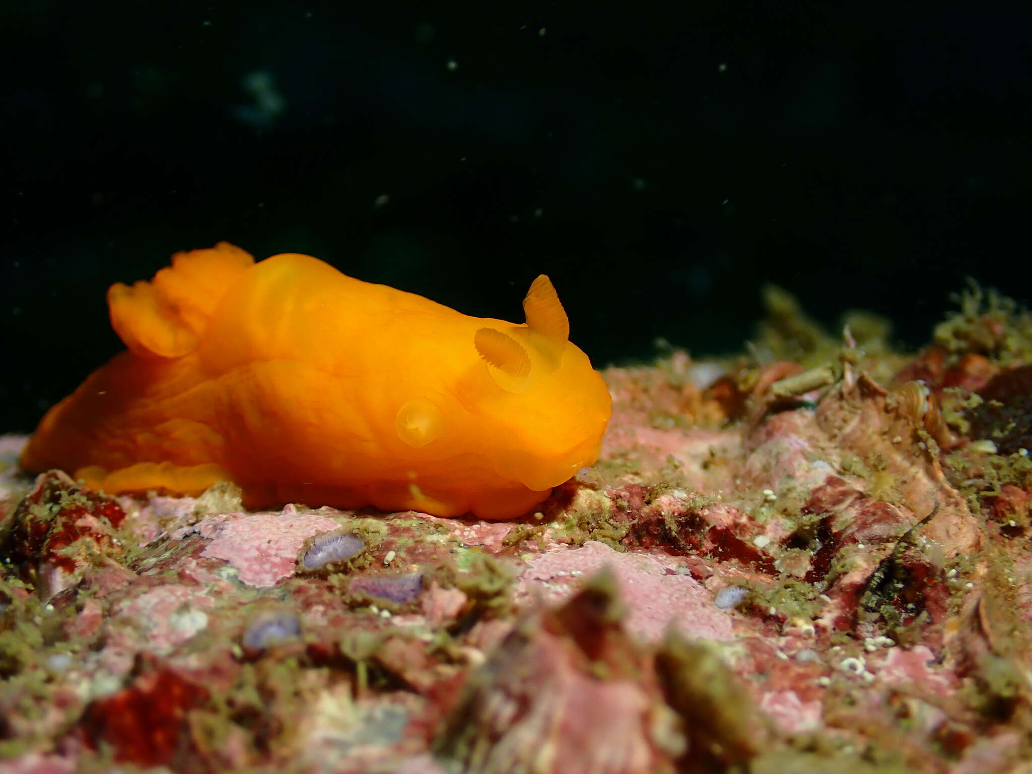 Image of Gymnodoris inornata (Bergh 1880)