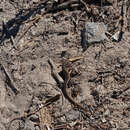 Image of West Coast Morethia Skink