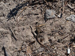 Image of West Coast Morethia Skink