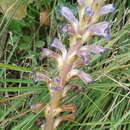 Orobanche grenieri F. Schultz resmi