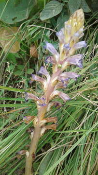 Orobanche grenieri F. Schultz resmi