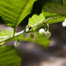 Solanum nigricans Mart. & Gal.的圖片