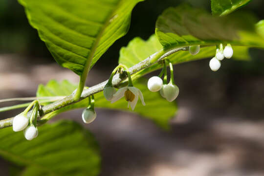 Solanum nigricans Mart. & Gal.的圖片