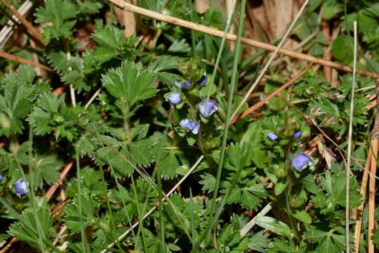 Image of brightblue speedwell