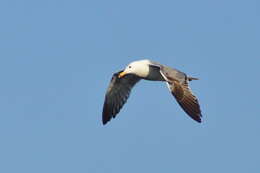 Image of Larus fuscus barabensis Johansen & HC 1960