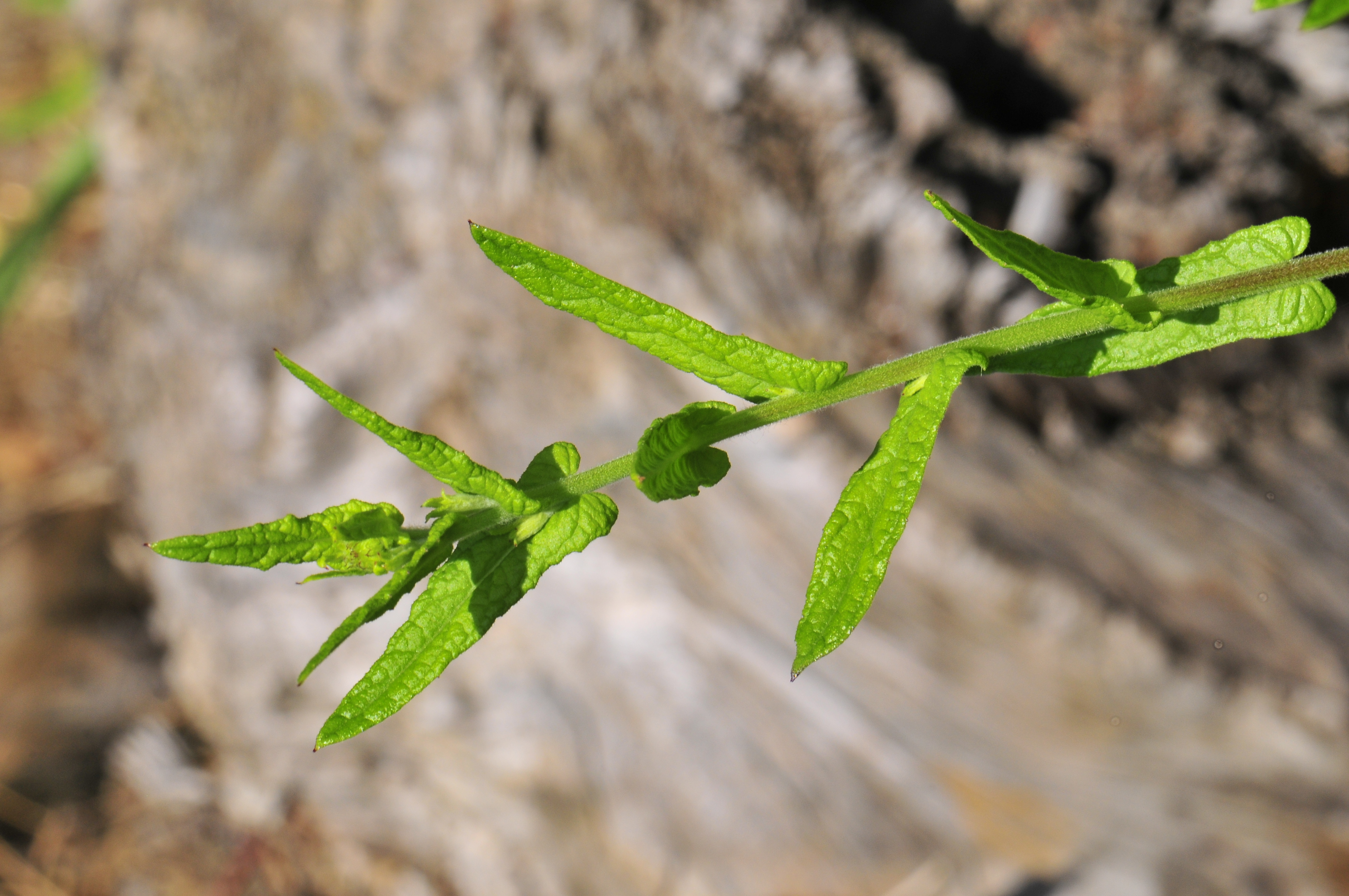 Pulicaria dysenterica (rights holder: Jos Mara Escolano)