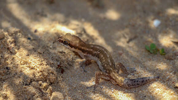 Image of Cradock Thick-toed Gecko