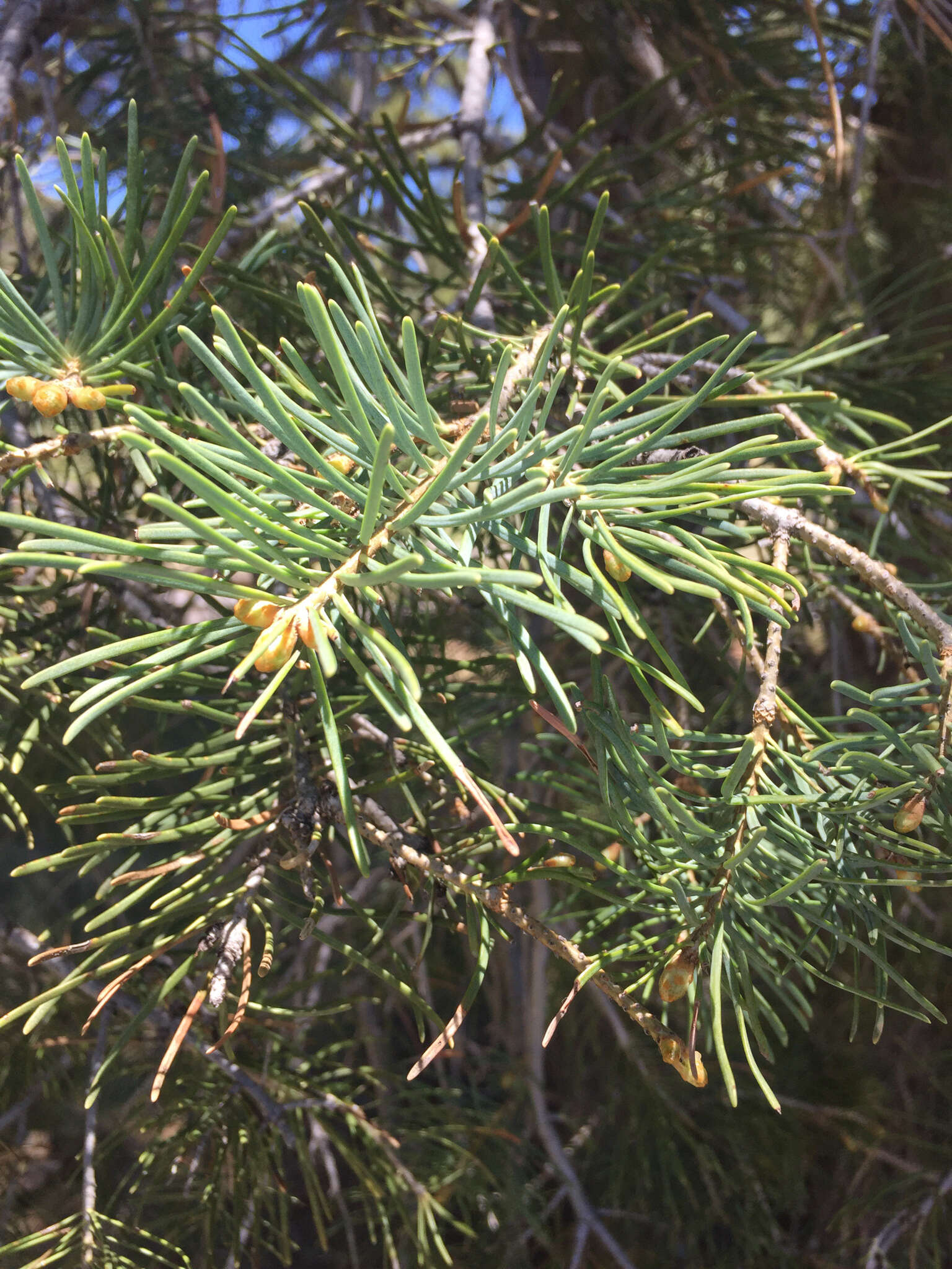 Image of Abies concolor (Gordon) Lindl. ex Hildebr.