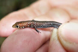 Image of Slender Emo Skink