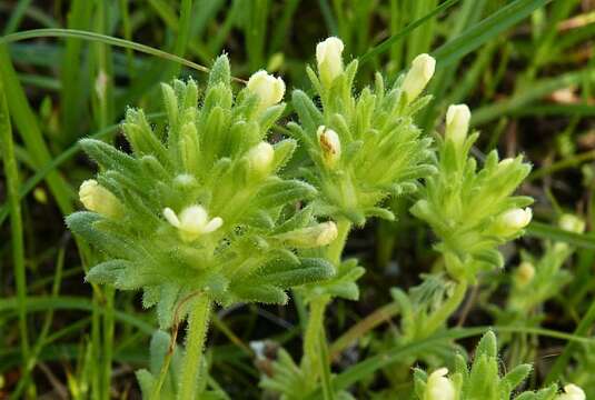 Sivun Parentucellia latifolia subsp. flaviflora (Boiss.) Hand.-Mazz. kuva