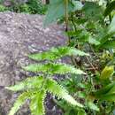 Image of maidenhair creeper