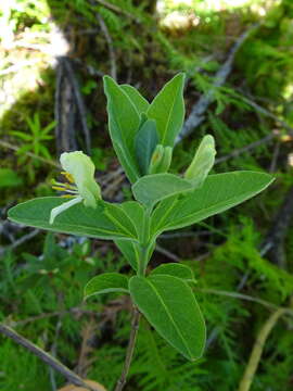 Lonicera oblongifolia (Goldie) Hook.的圖片