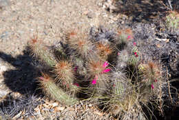 Imagem de Cleistocactus hyalacanthus subsp. tarijensis (Cárdenas) Mottram