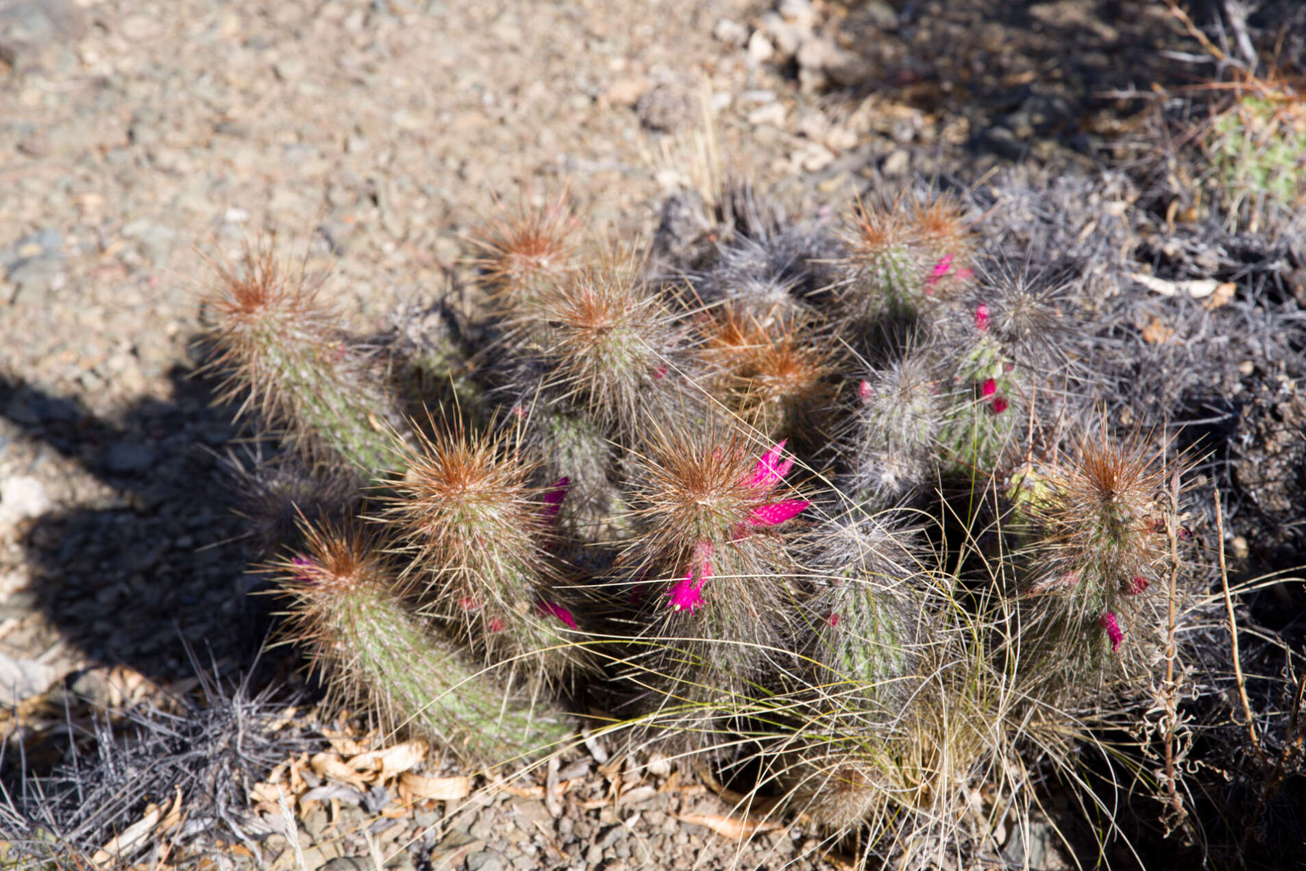 Image of Cleistocactus hyalacanthus subsp. tarijensis (Cárdenas) Mottram