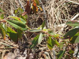 Image of sheep laurel