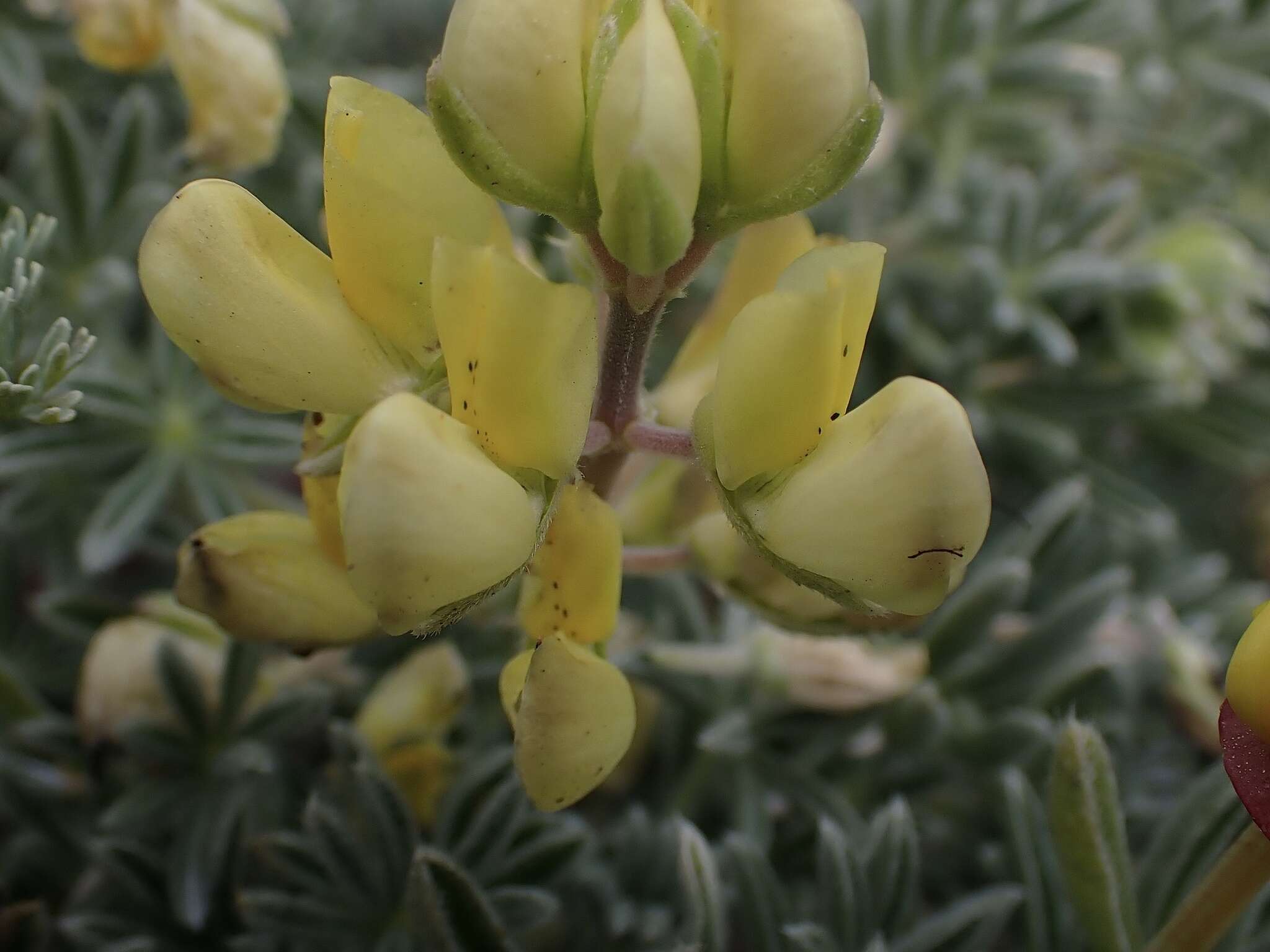 Imagem de Lupinus arboreus var. arboreus