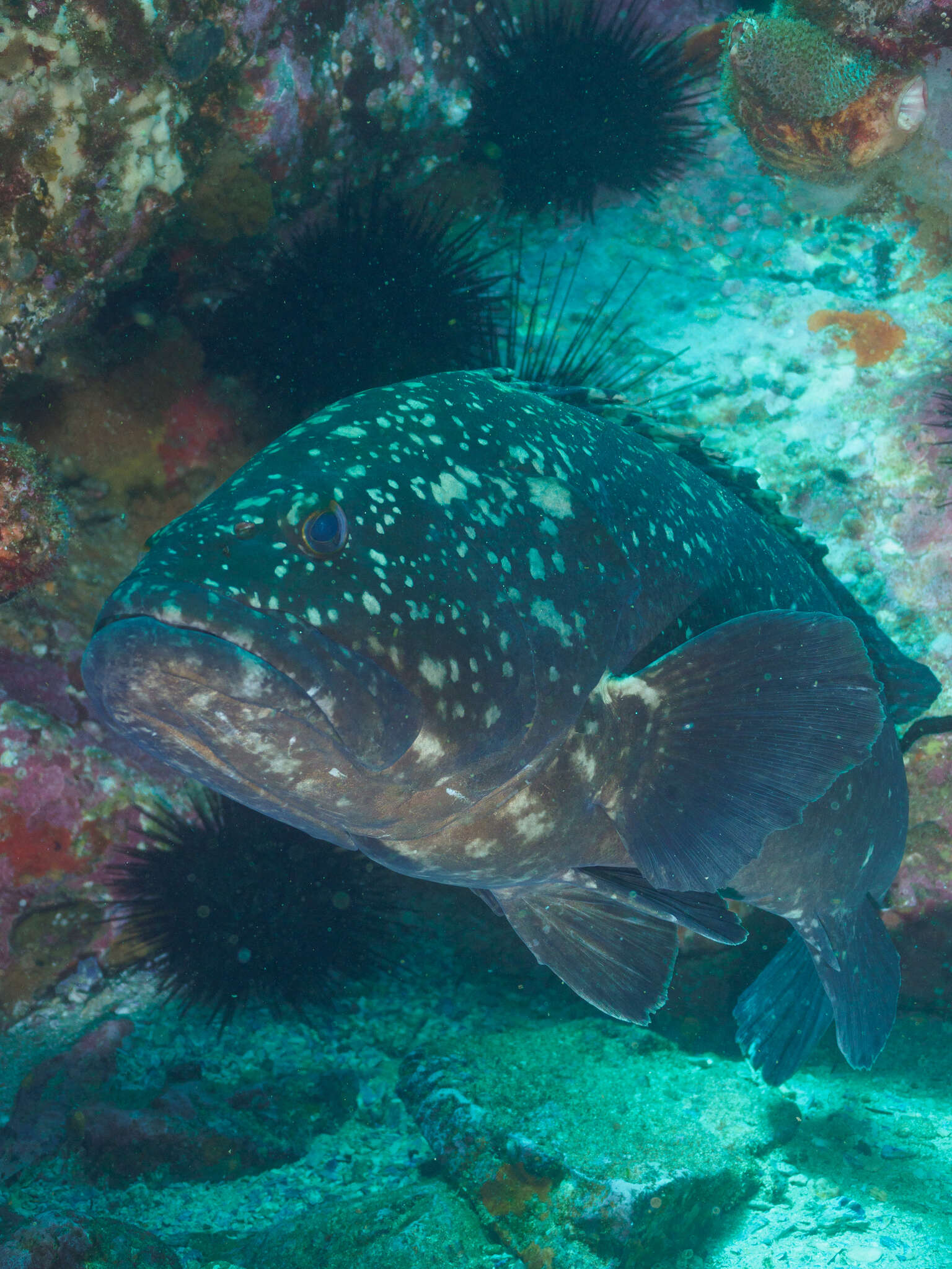 Image of Black cod