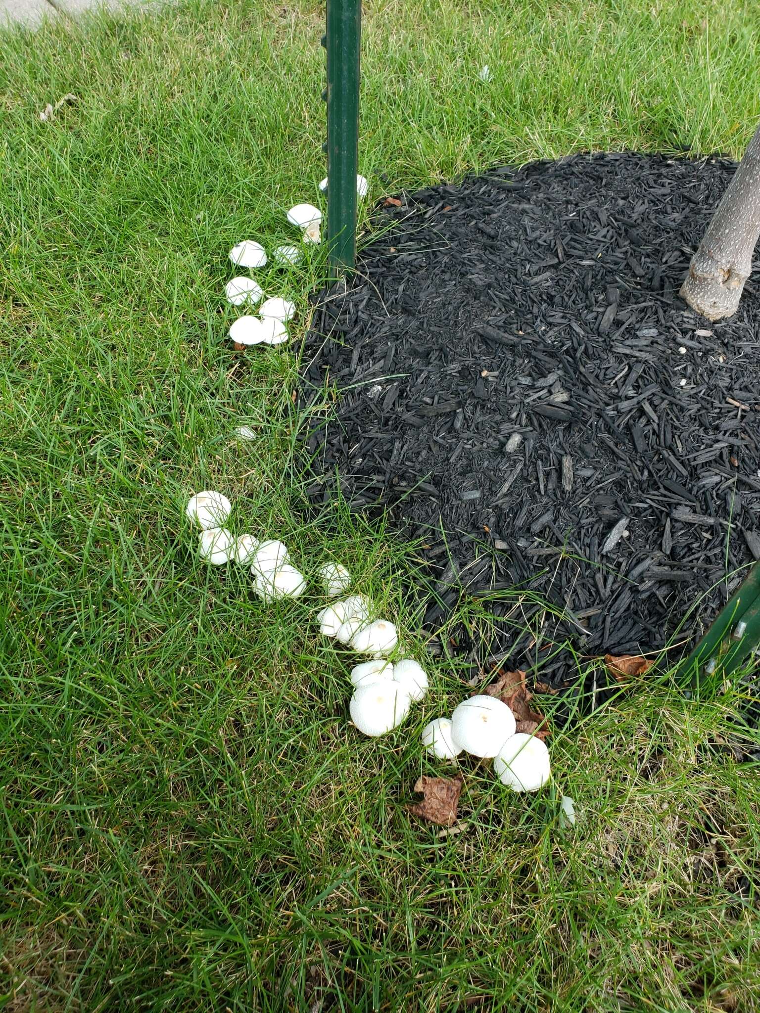 Image of Leucocoprinus cepistipes (Sowerby) Pat. 1889