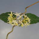 Image of Philibertia latiflora (Griseb.) Goyder