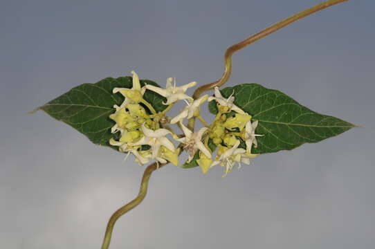 Philibertia latiflora (Griseb.) Goyder resmi