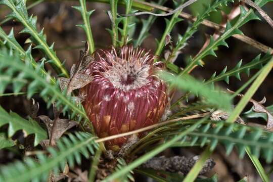 Image of honeypot dryandra