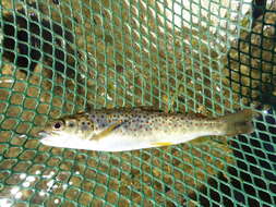 Image of Brown Trout