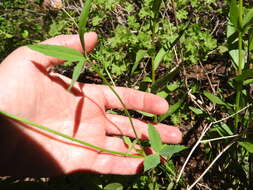 Image de Trifolium kingii subsp. productum (Greene) D. Heller