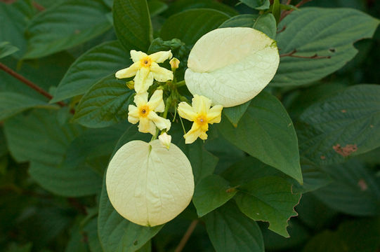 Image of <i>Pseudomussaenda flava</i> Verdc.