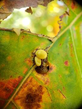 Image of Kokkocynips decidua (Beutenmueller 1913) Nieves-Aldrey, Nicholls, Tang, Melika, Stone, Pujade-Villar, Buffington, Maldonado & Medianero 2021