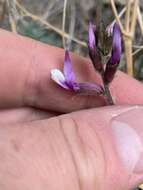 Image of Minthorn's milkvetch