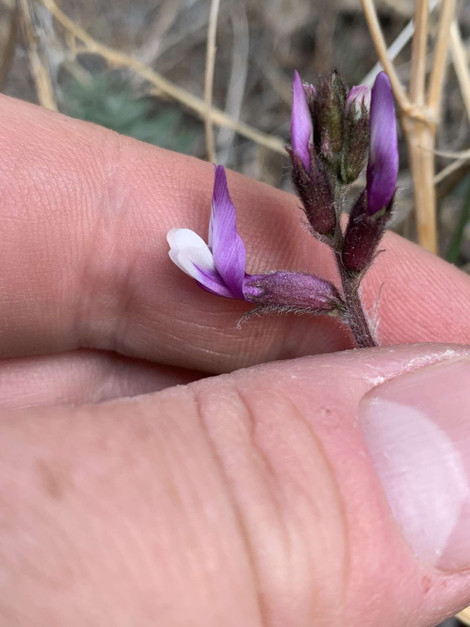 Image of Minthorn's milkvetch