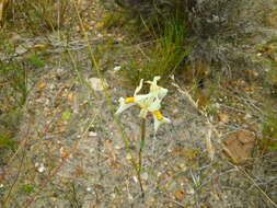 Image of Moraea angusta (Thunb.) Ker Gawl.