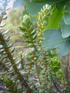 Image of Olearia nummularifolia Hook. fil.