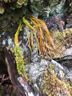 Image of flatfork fern