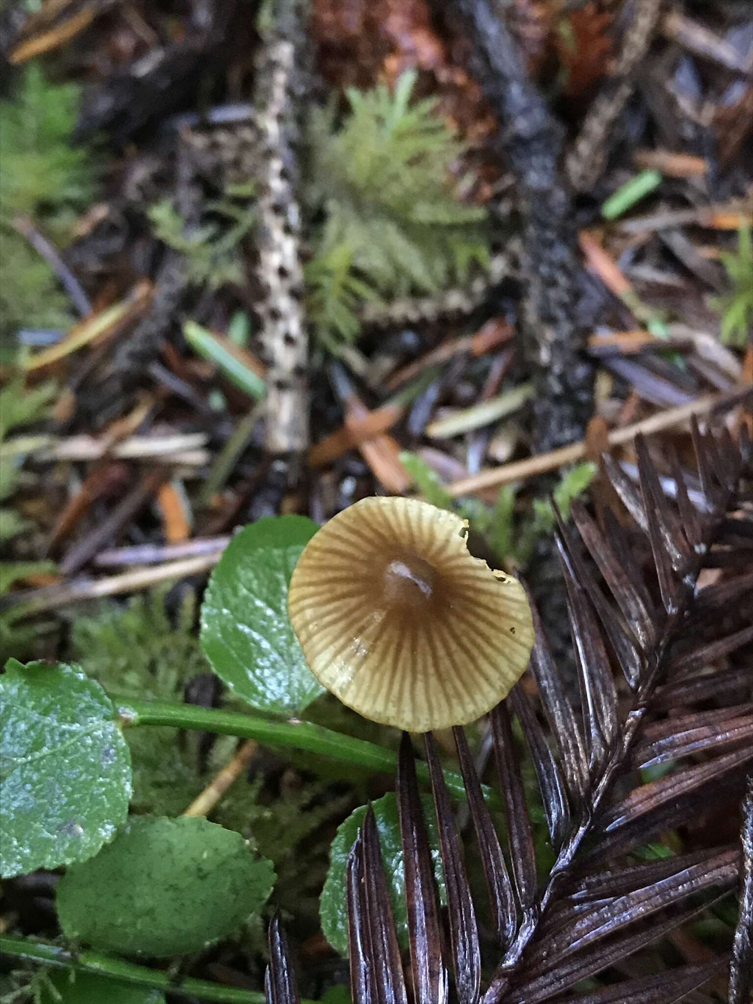 Image of Golden-edge Bonnet