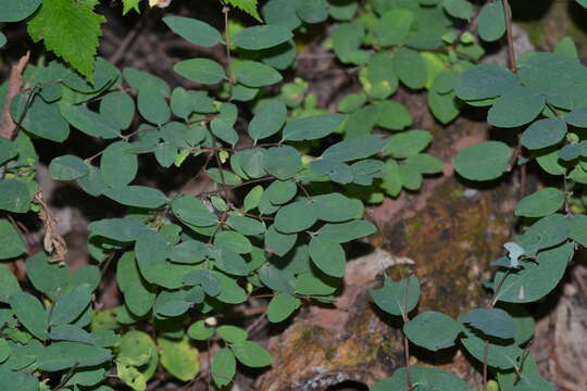 Image of Symphoricarpos albus var. albus