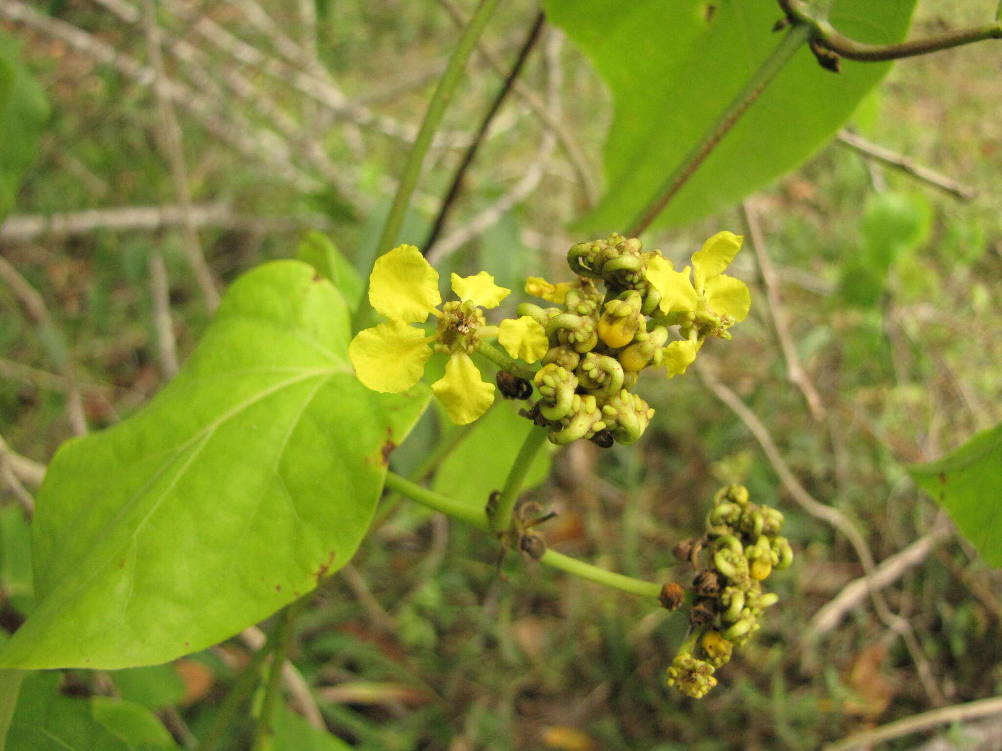 Image of Stigmaphyllon lindenianum A. Juss.