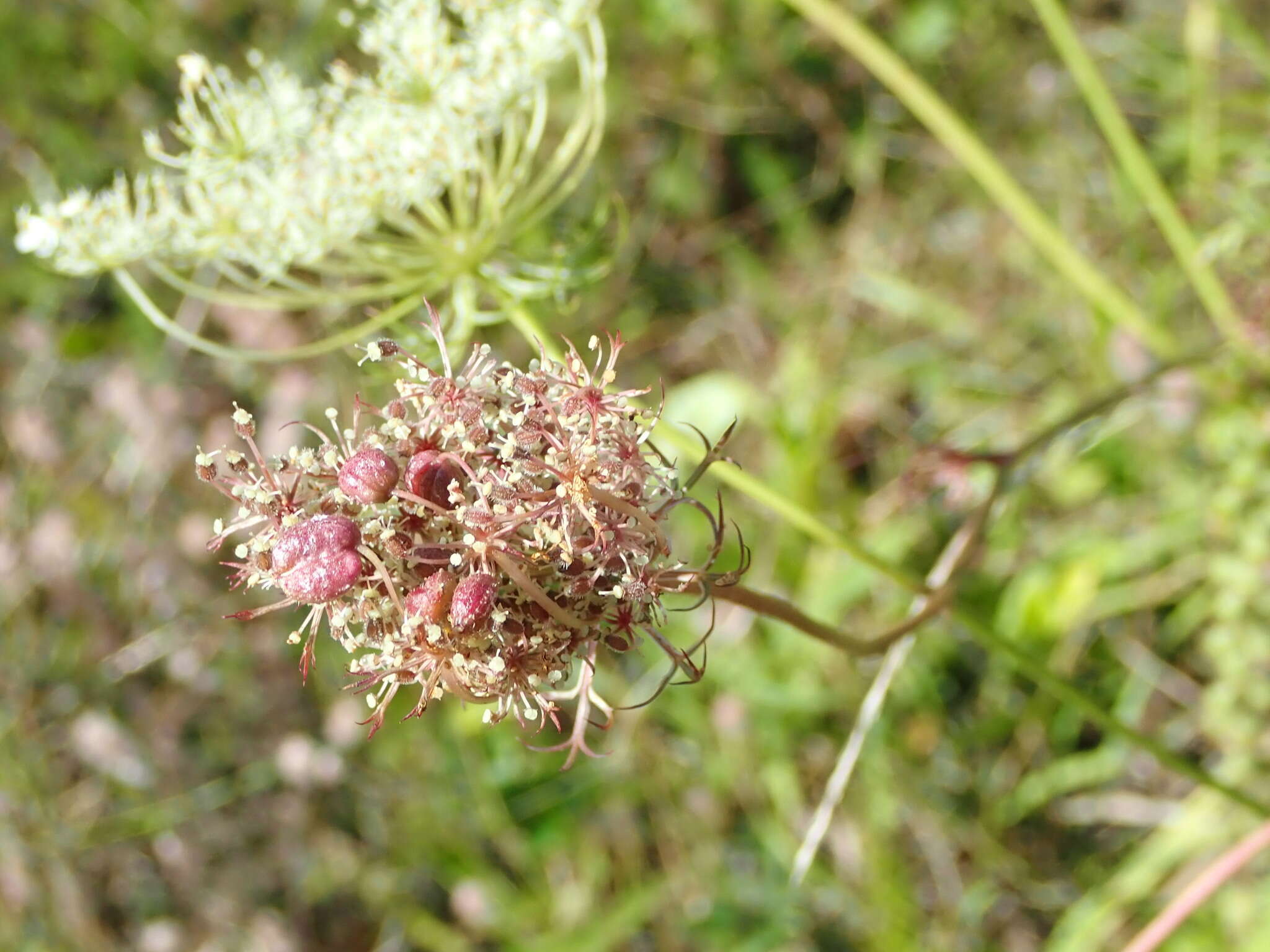 Imagem de Kiefferia pericarpiicola (Bremi 1847)