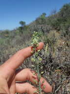 Image of Eriospermum zeyheri R. A. Dyer