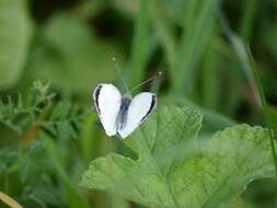 Image of cabbage butterfly