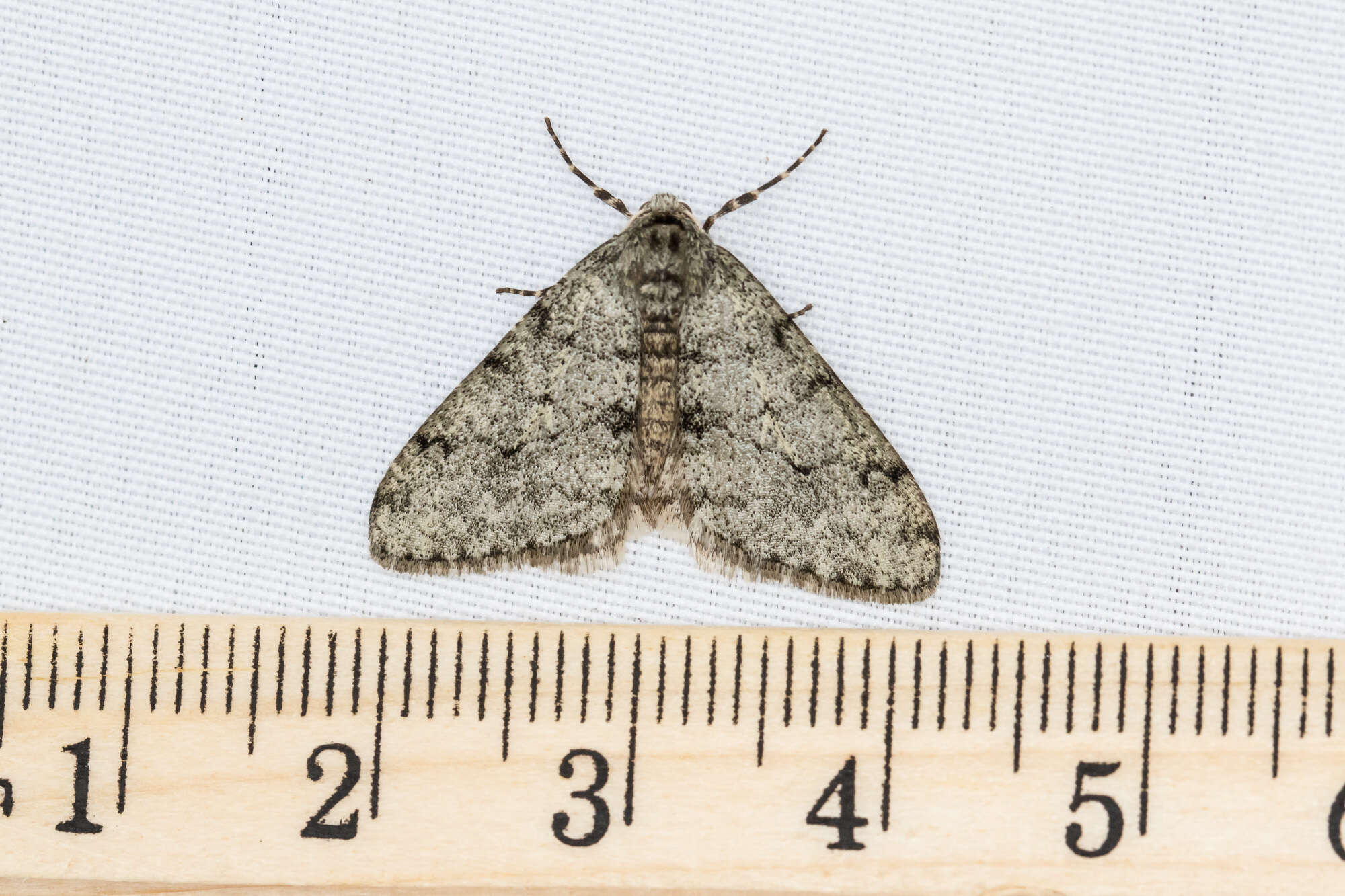 Image of Phigalia strigataria Minot 1869