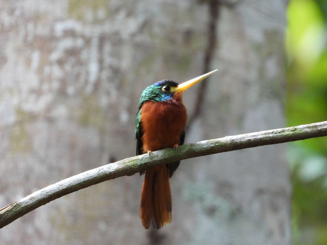 Image of Blue-cheeked Jacamar