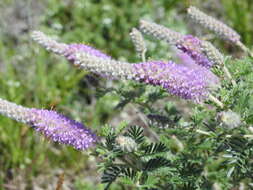 Image of silky prairie clover