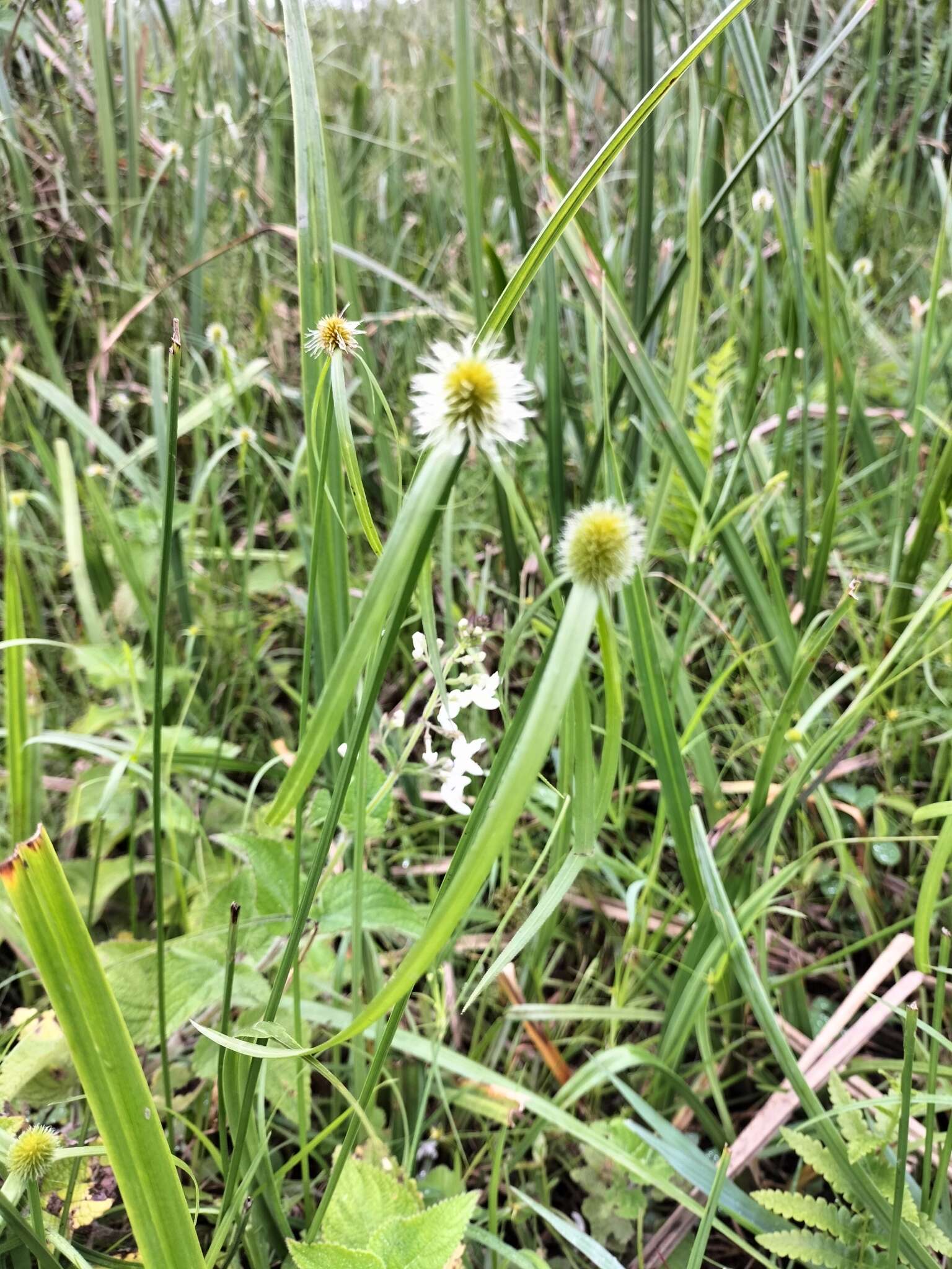 Image of Cyperus erectus (Schumach.) Mattf. & Kük.