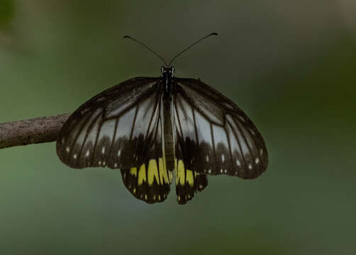 Image of Ideopsis vitrea Blanchard 1853