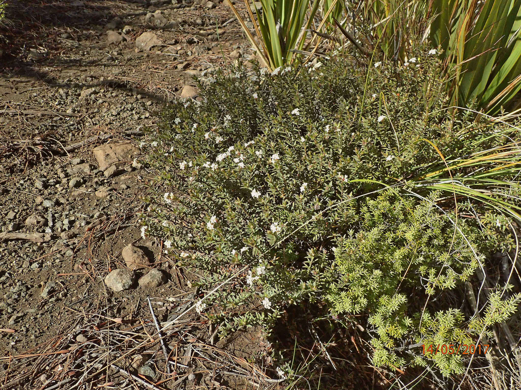 Image of Pimelea oreophila subsp. hetera C. J. Burrows